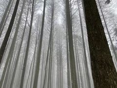 -武陵山森林公园