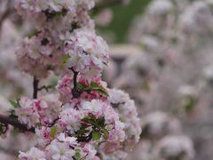 -海棠花溪(元大都城垣遗址公园)