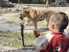 -上海野生动物园老虎餐厅