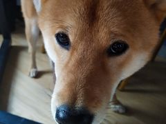 -猫尾侦探俱乐部·剧本杀·狼人杀