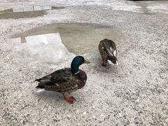 -柯尼希湖