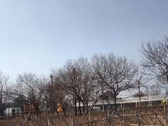 -曹州牡丹园