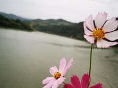 -后柳水乡