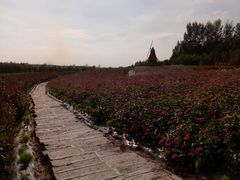 -北纬44度·金珠花海休闲农业旅游景区