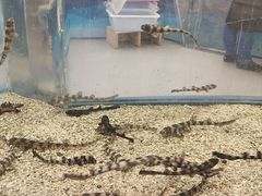 -上海海洋水族馆