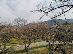 -香雪海