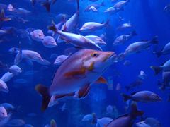 -成都浩海立方海洋公园