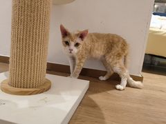 -1013 PET SHOP精品宠物商店(丁香店)