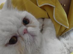 -达爱动物医院·犬猫分区·CT·复杂眼科(远洋山水分院)