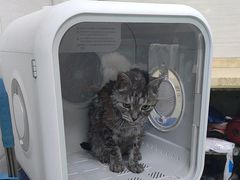 -瑞派动物医院·猫专科·至诚(江南中分院)