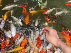-南湖梦幻岛