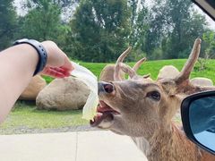 -北京野生动物园