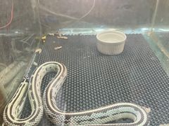 -上海大自然野生昆虫馆