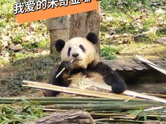 -都江堰中华大熊猫苑