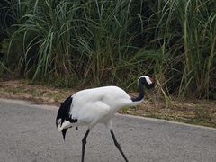 -盐城丹顶鹤湿地生态旅游区