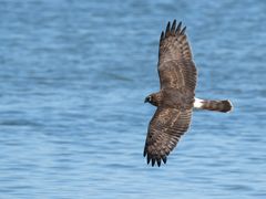 -野鸭湖国家湿地公园