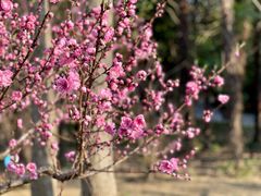 -上海滨江森林公园