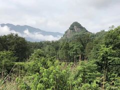 -嘉定紫藤园
