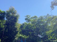 -西双版纳原始森林公园