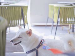 -the rug 飞毯 (朝阳公园店)