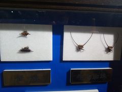-上海昆虫博物馆