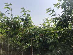 -北宅大永樱桃采摘基地(崂山总部)