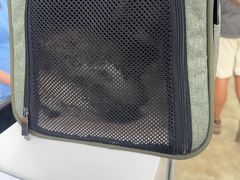 -美联众合动物医院·24h转诊中心