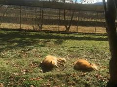 -宫城藏王狐狸村