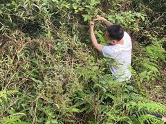 -铁山坪森林公园