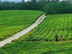 -宜兴龙背山森林公园