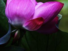 -陈家山荷花公园