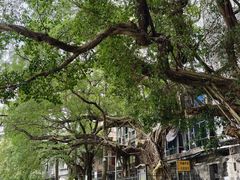 -小洲村