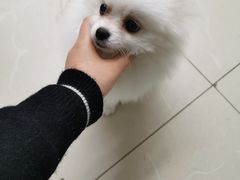 -爱侣宠医·鹦鹉专科·小型哺乳类·异宠专科(灵石路店)