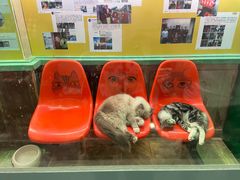 -猫咪博物馆(顶澳仔猫街店)