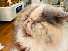 -有猫主题·治愈系猫咖(曾厝垵店)