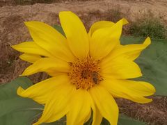 -武汉紫薇都市田园