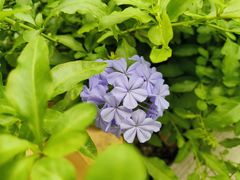 -中国科学院华南植物园
