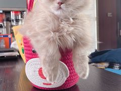 -momokira米努特·德文卷毛猫·棉花面纱犬