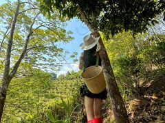 -西双版纳基诺山寨