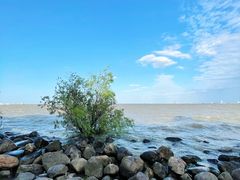 -上海吴淞炮台湾国家湿地公园