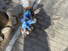 -美联众合动物医院·24h转诊中心