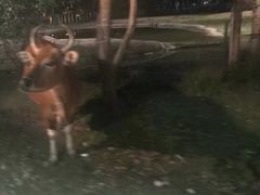 -清迈夜间动物园