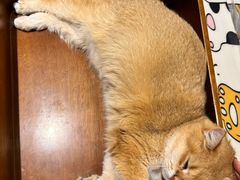 -藏猫猫咖啡主题馆(中央大道店)