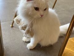 -飞行喵MR PILOT|猫舍·猫咖(静安大融城店)