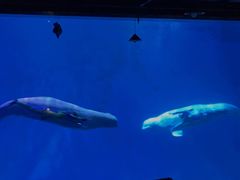 -芜湖新华联大白鲸海洋公园