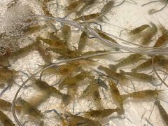-芭提雅Amporn Seafood自助餐厅