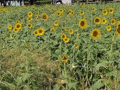 -汉长安城未央宫国家考古遗址公园