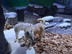 -上海海昌海洋公园-冰山北极馆