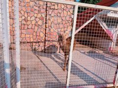 -J Create城市露营咖啡·简餐·宠物(上海动物园店)