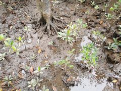 -东寨港红树林旅游区